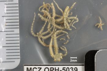 Media type: image;   Invertebrate Zoology OPH-5039 Aspect: container